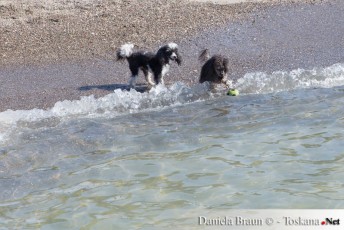 Piombino - Dog Beach Perelli012