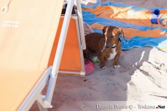 Hund am Mamai Beach
