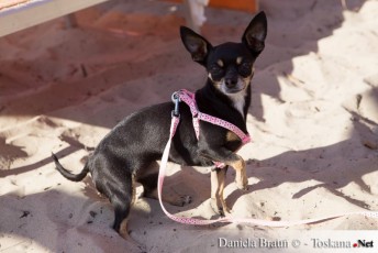 Beschwichtigungssignal eines Hundes am Mamai Beach